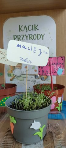 Oznaczone doniczki po zajęciach